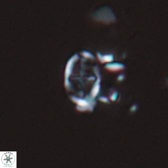 Acaenolithus dempta 15162