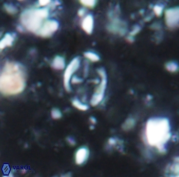 Acaenolithus dempta 1001