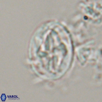 Acaenolithus matalosus 15314