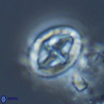 Acaenolithus matalosus 15317