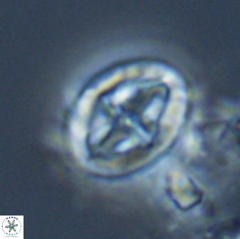 Acaenolithus matalosus 15317