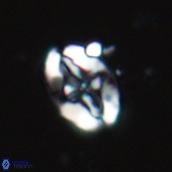 Acaenolithus matalosus 15325