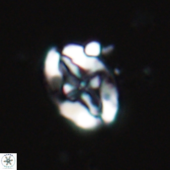 Acaenolithus matalosus 15325