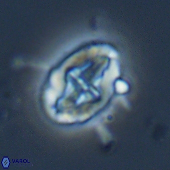 Acaenolithus matalosus 15320