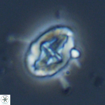 Acaenolithus matalosus 15320