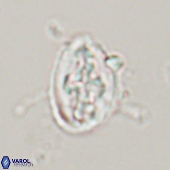 Acaenolithus matalosus 15321