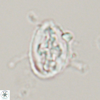 Acaenolithus matalosus 15321