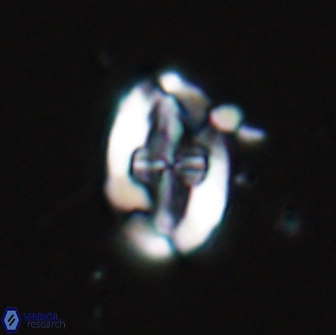 Acaenolithus matalosus 15322