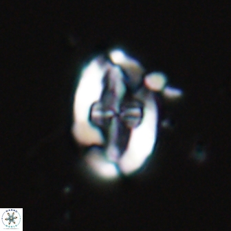 Acaenolithus matalosus 15322
