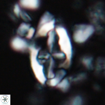 Acaenolithus matalosus 15346