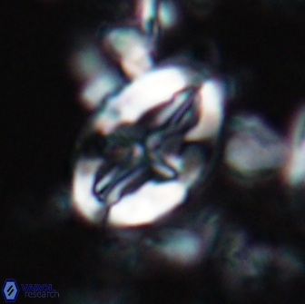 Acaenolithus matalosus 15347