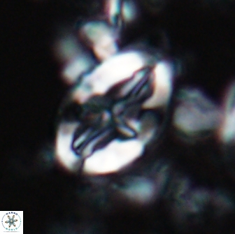 Acaenolithus matalosus 15347