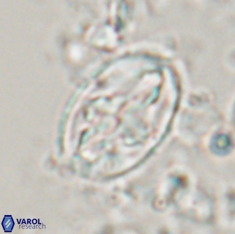 Acaenolithus matalosus 15349
