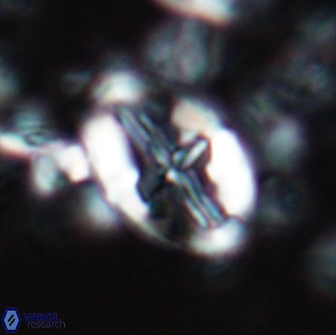 Acaenolithus matalosus 15343