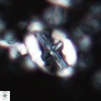 Acaenolithus matalosus 15343