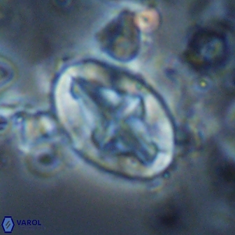 Acaenolithus matalosus 15351