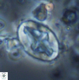 Acaenolithus matalosus 15351
