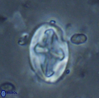 Acaenolithus matalosus 17396