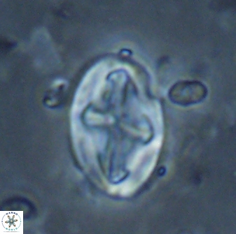 Acaenolithus matalosus 17396