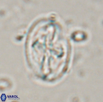Acaenolithus matalosus 17401