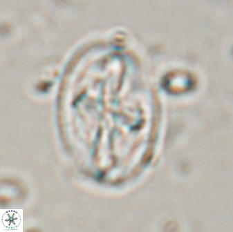 Acaenolithus matalosus 17401