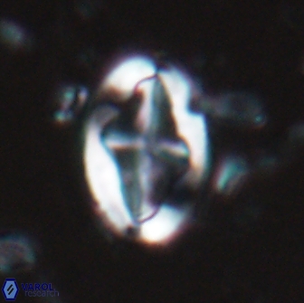 Acaenolithus matalosus 17402