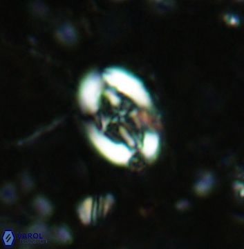 Acaenolithus undatus 5888