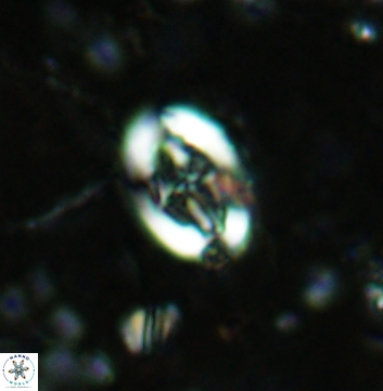 Acaenolithus undatus 5888