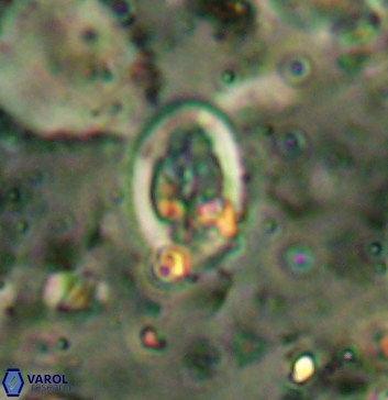 Acaenolithus undatus 5895