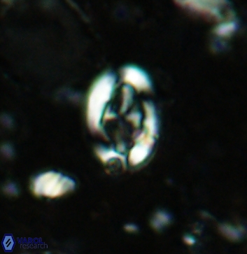 Acaenolithus undatus 5890