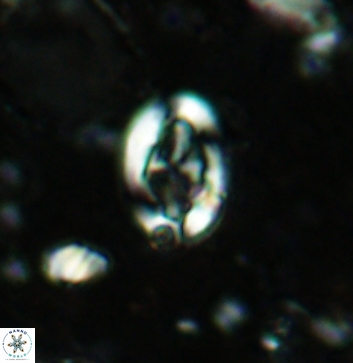 Acaenolithus undatus 5890