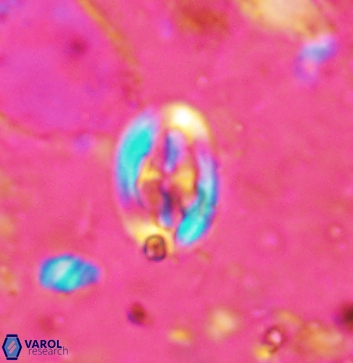 Acaenolithus undatus 5891