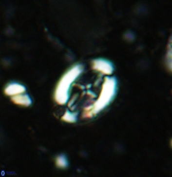 Acaenolithus vimineus 5892