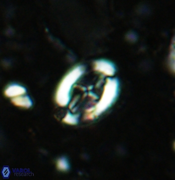 Acaenolithus undatus 5892