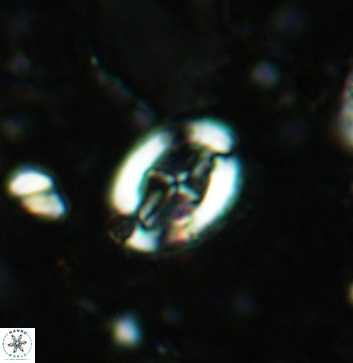 Acaenolithus vimineus 5892
