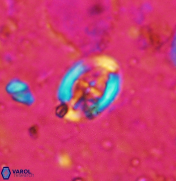 Acaenolithus undatus 5893
