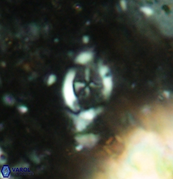 Acaenolithus undatus 5916