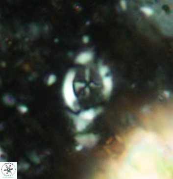 Acaenolithus undatus 5916
