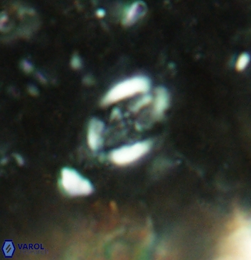 Acaenolithus undatus 5918