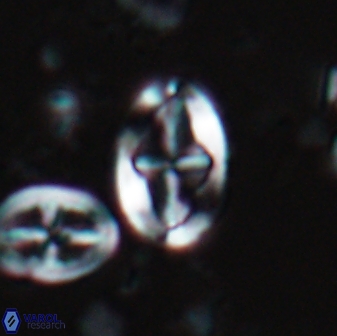 Acaenolithus undosus 17201