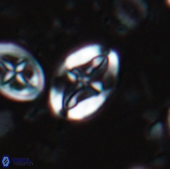Acaenolithus undosus 17204