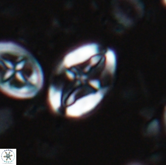 Acaenolithus undosus 17204