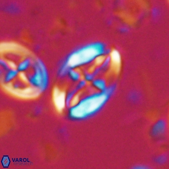 Acaenolithus undosus 17205