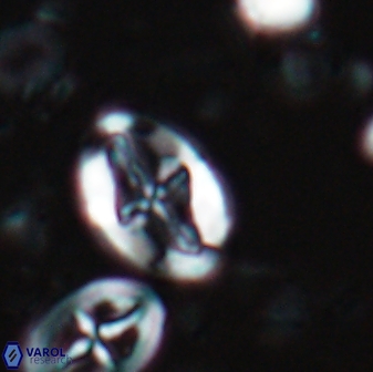 Acaenolithus undosus 17206