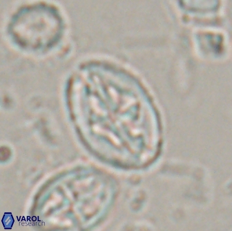 Acaenolithus undosus 17208