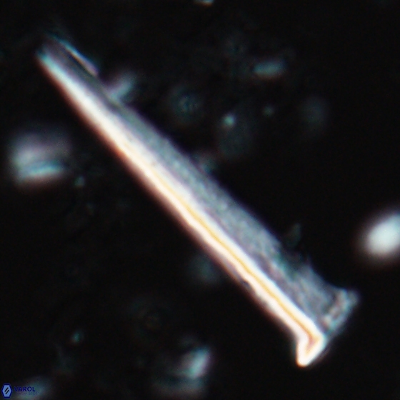 Acuturris scotus 15705