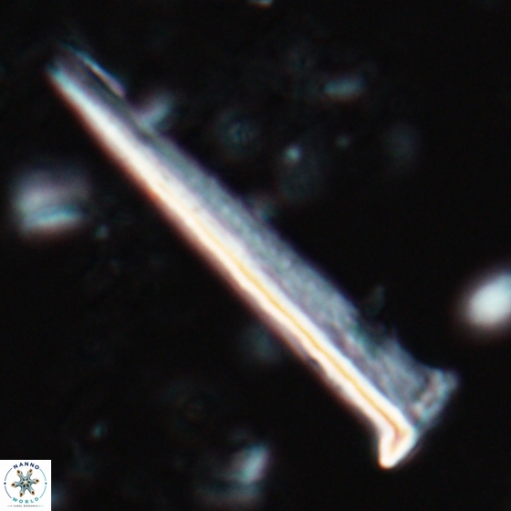 Acuturris scotus 15705