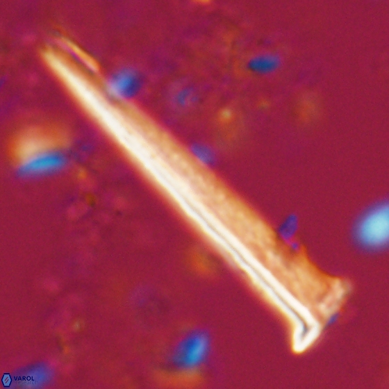 Acuturris scotus 15706