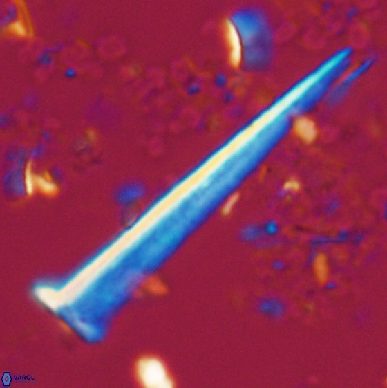 Acuturris scotus 15707