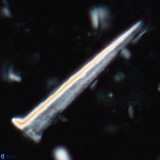 Acuturris scotus 15708